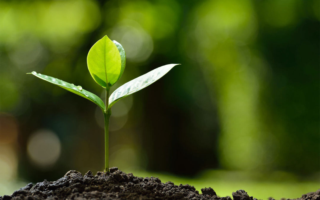 Un-kept Promises: Some Truths About Organic Farming